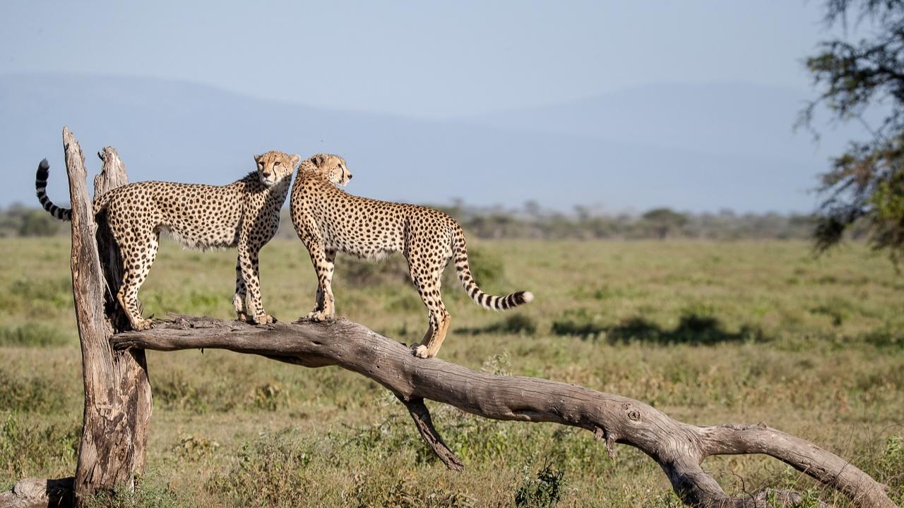 Velké šelmy Serengeti