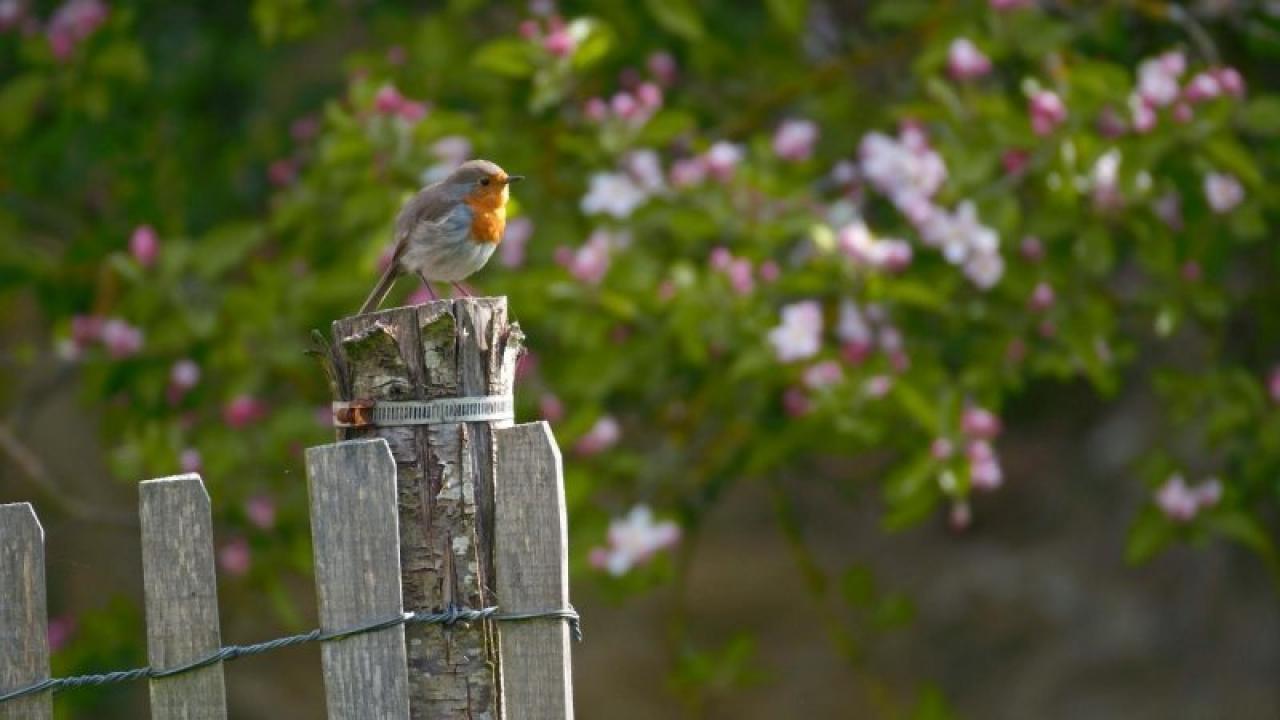 The Secret Life of the Garden