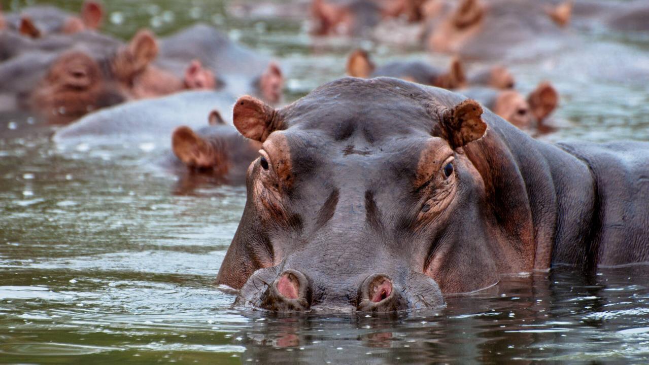 Záchranáři divokých zvířat: Malawi