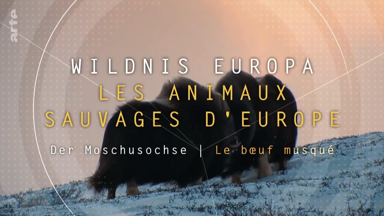 Wildnis Europa