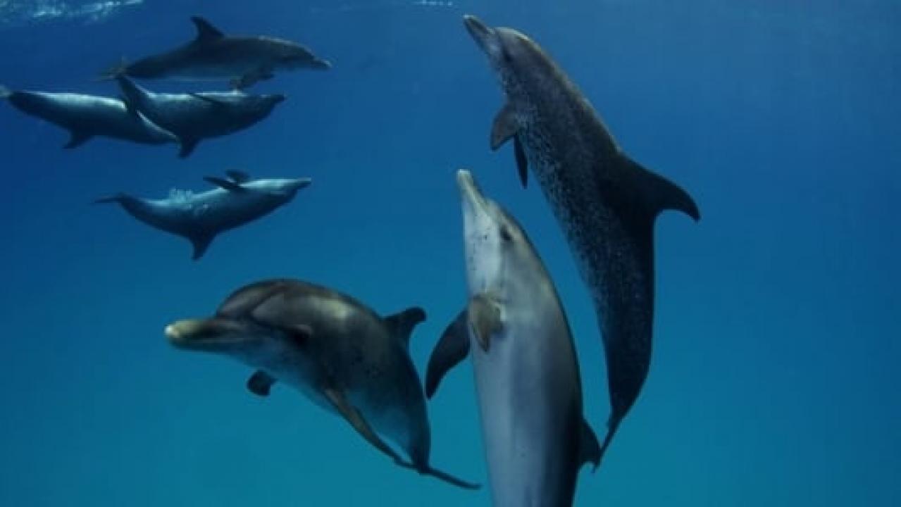 Sharks Vs. Dolphins: Face Off