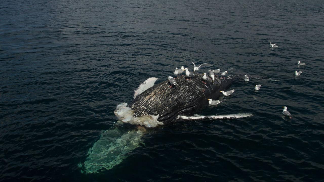 World's Deadliest Whale